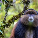 Kenya Wildlife Documentary Guide