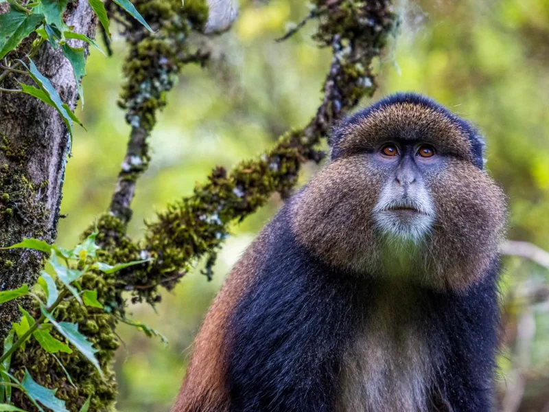 Kenya Wildlife Documentary Guide
