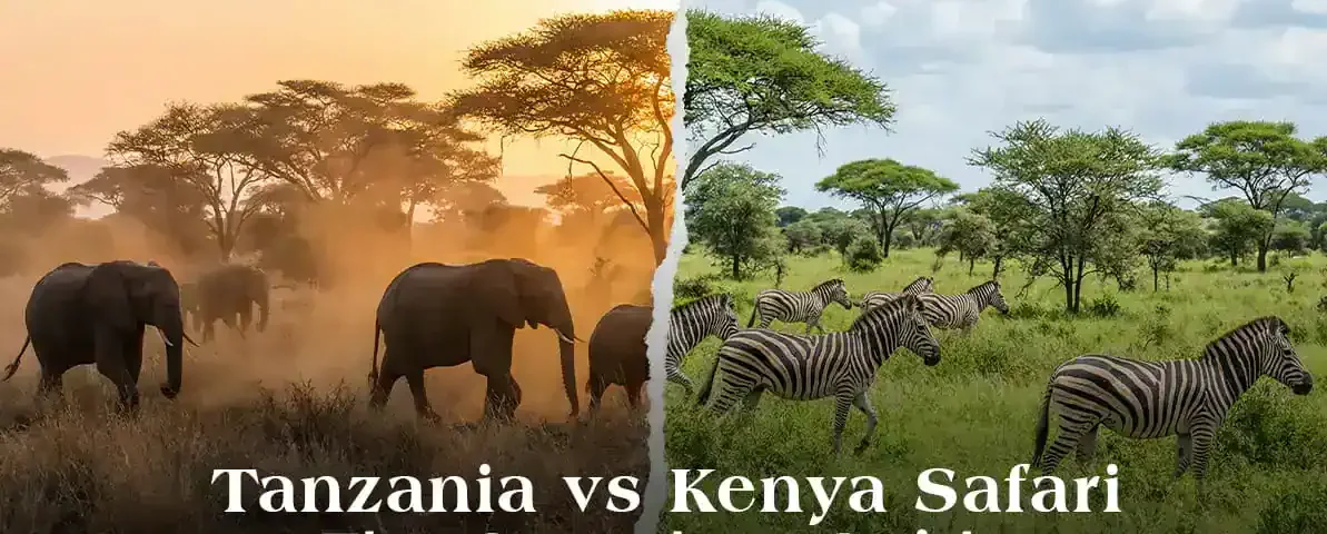 Kenya vs Tanzania Safari