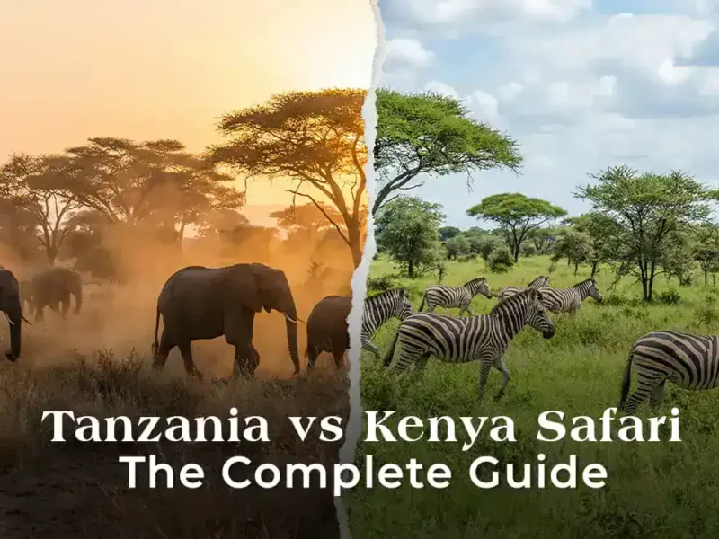 Kenya vs Tanzania Safari