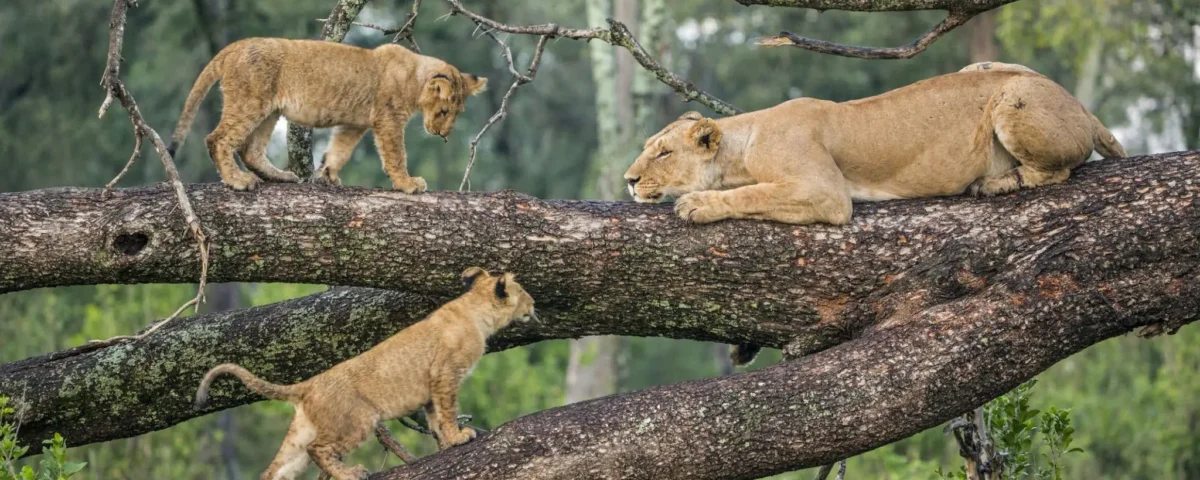Lake Manyara Safaris – Discover Tree-Climbing Lions and Scenic Views