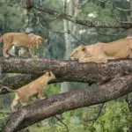Lake Manyara Safaris – Discover Tree-Climbing Lions and Scenic Views