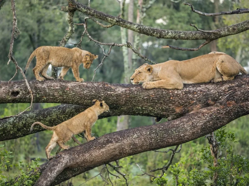 Lake Manyara Safaris – Discover Tree-Climbing Lions and Scenic Views