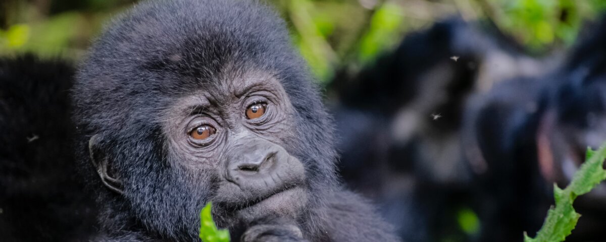 Luxury Uganda gorilla trekking safari