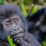 Luxury Uganda gorilla trekking safari