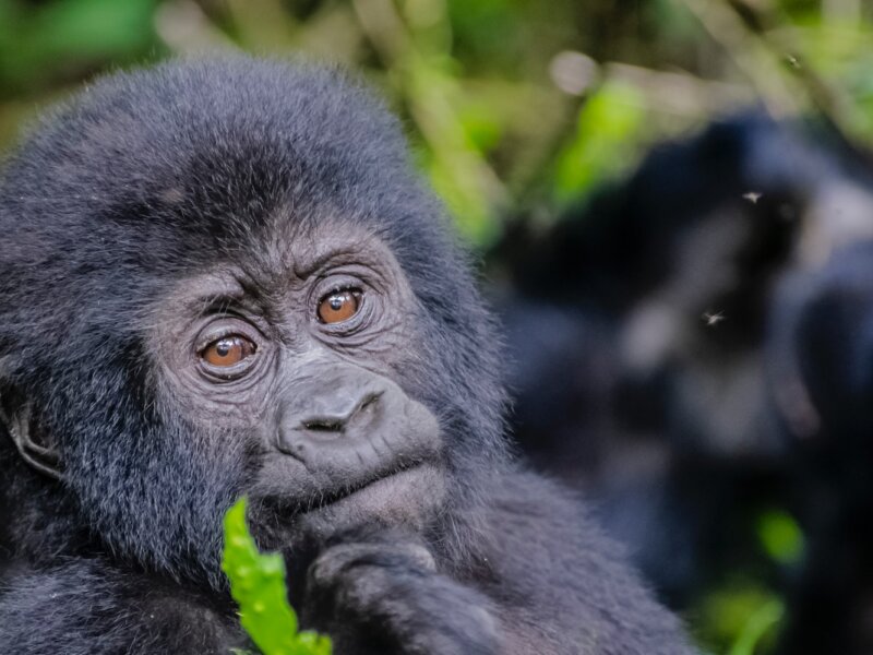 Luxury Uganda gorilla trekking safari