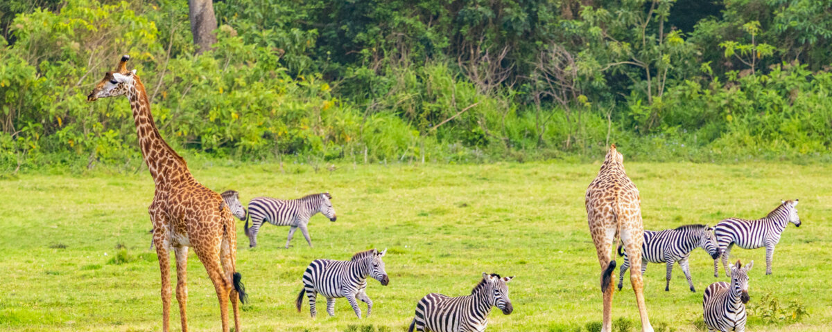 Discover Arusha National Park, A Hidden Jewel Of Tanzania
