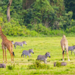 Discover Arusha National Park, A Hidden Jewel Of Tanzania