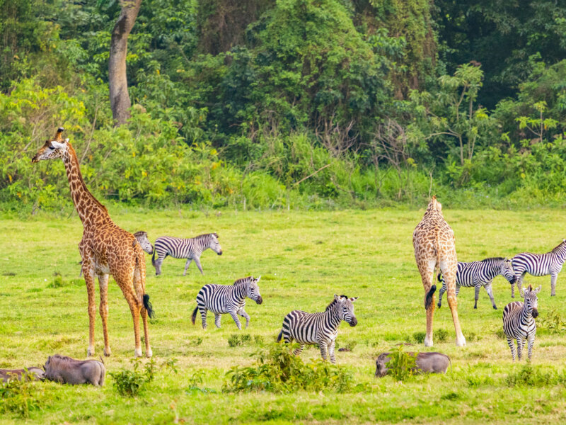 Discover Arusha National Park, A Hidden Jewel Of Tanzania