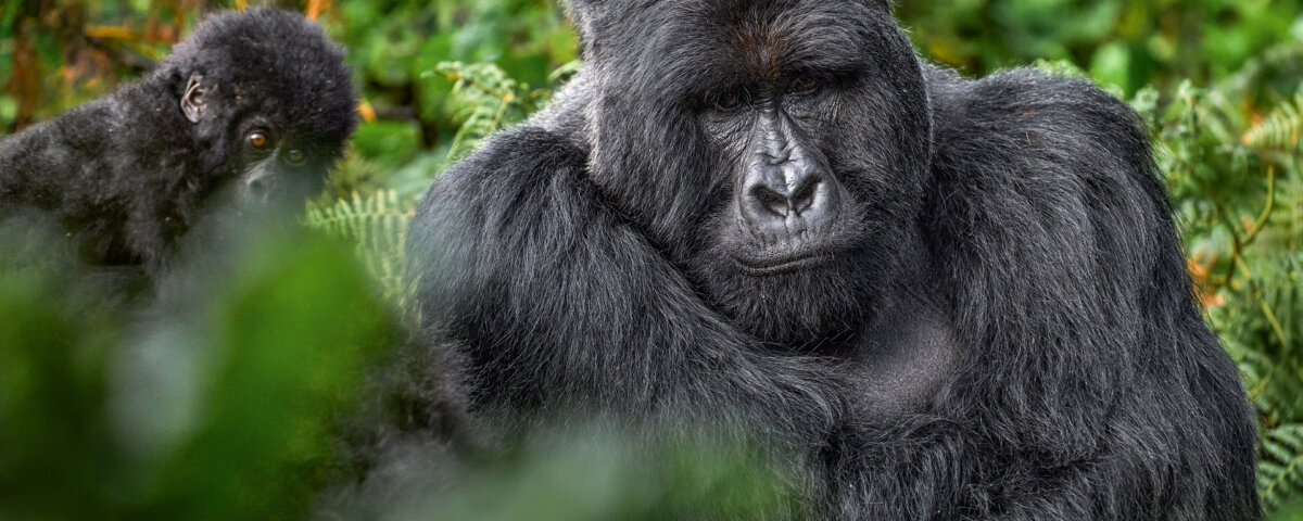 Mgahinga gorilla trekking Uganda