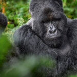 Mgahinga gorilla trekking Uganda