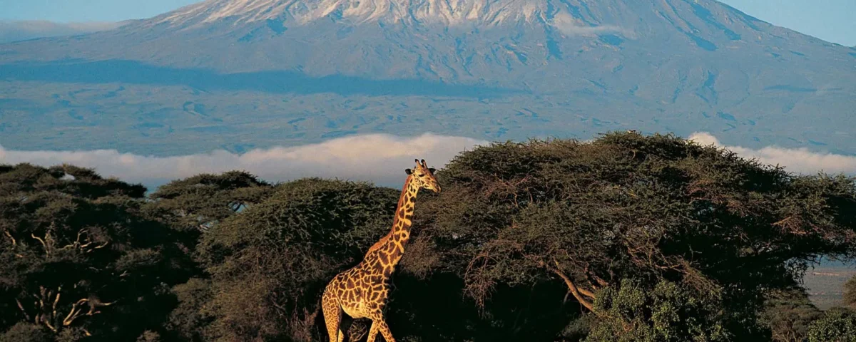 Where Does Mount Kilimanjaro Rank in Height?