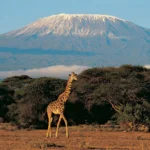 Where Does Mount Kilimanjaro Rank in Height?