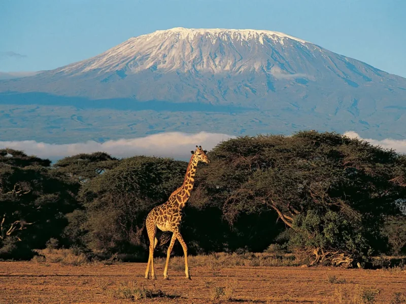 Where Does Mount Kilimanjaro Rank in Height?