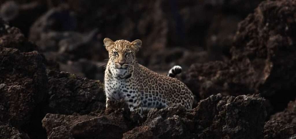 Night Game Drives in Kenya