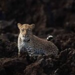 Night Game Drives in Kenya