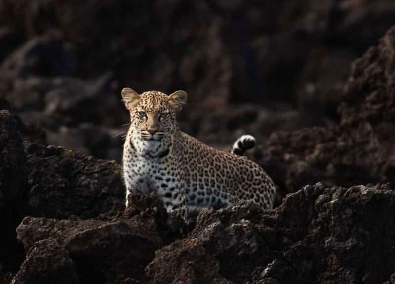 Night Game Drives in Kenya