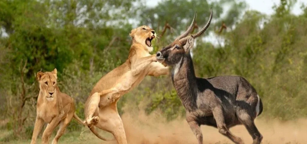 Predator Safaris in Kenya