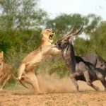 Predator Safaris in Kenya