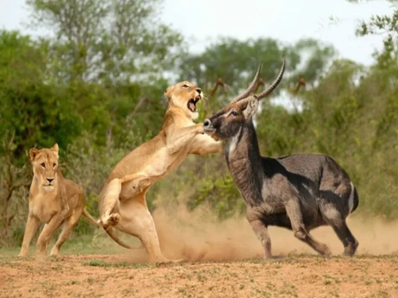 Predator Safaris in Kenya