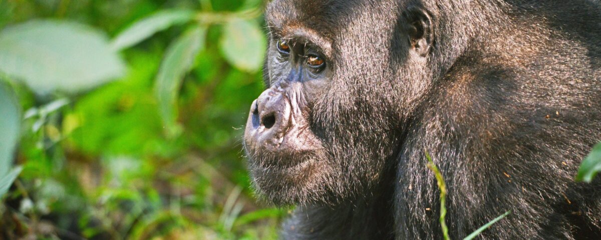 Private Uganda gorilla trekking tours