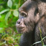 Private Uganda gorilla trekking tours