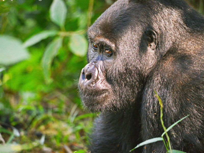 Private Uganda gorilla trekking tours