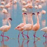 Rare Wildlife Species in Kenya