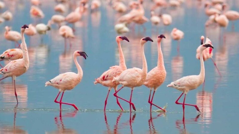 Rare Wildlife Species in Kenya