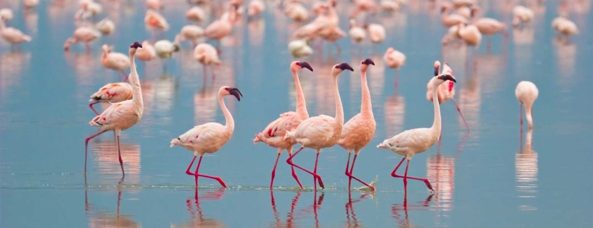 Rare Wildlife Species in Kenya