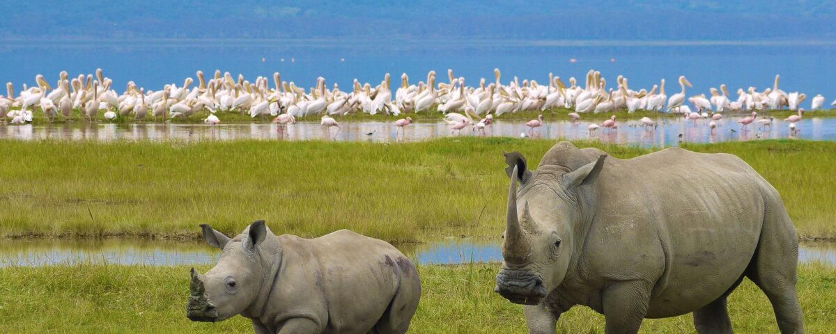 Rhino Sanctuaries in Kenya