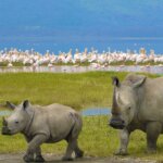 Rhino Sanctuaries in Kenya