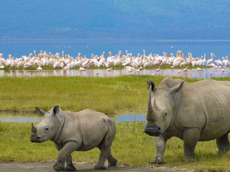 Rhino Sanctuaries in Kenya