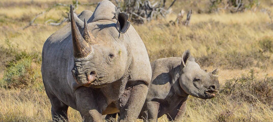 Rhino Tracking Safaris in Kenya