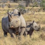 Rhino Tracking Safaris in Kenya