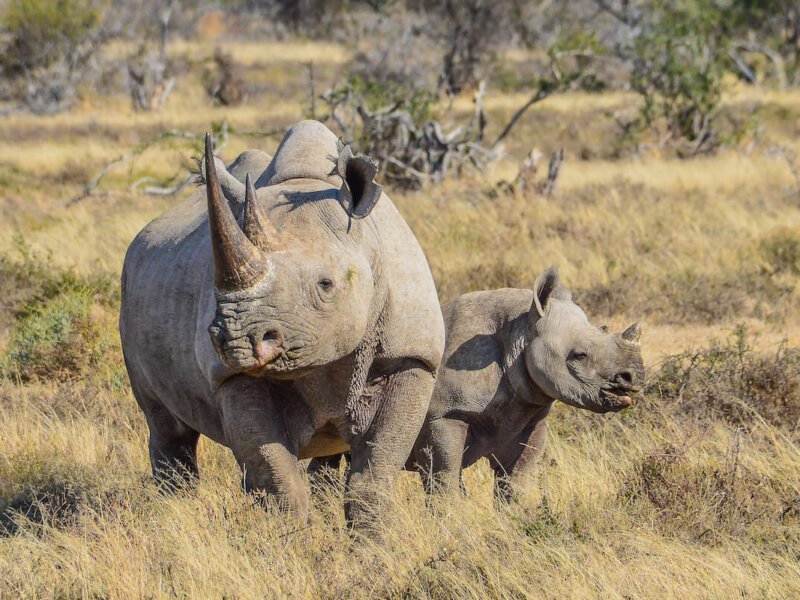 Rhino Tracking Safaris in Kenya