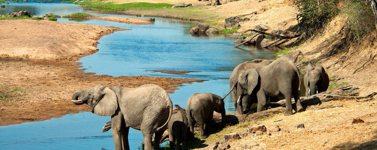 Roaming with Wildlife – Exploring the Untamed Tanzania National Parks