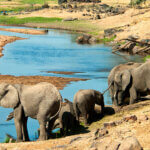 Roaming with Wildlife – Exploring the Untamed Tanzania National Parks