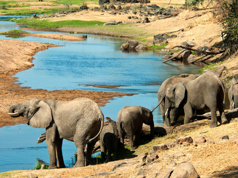 Roaming with Wildlife – Exploring the Untamed Tanzania National Parks