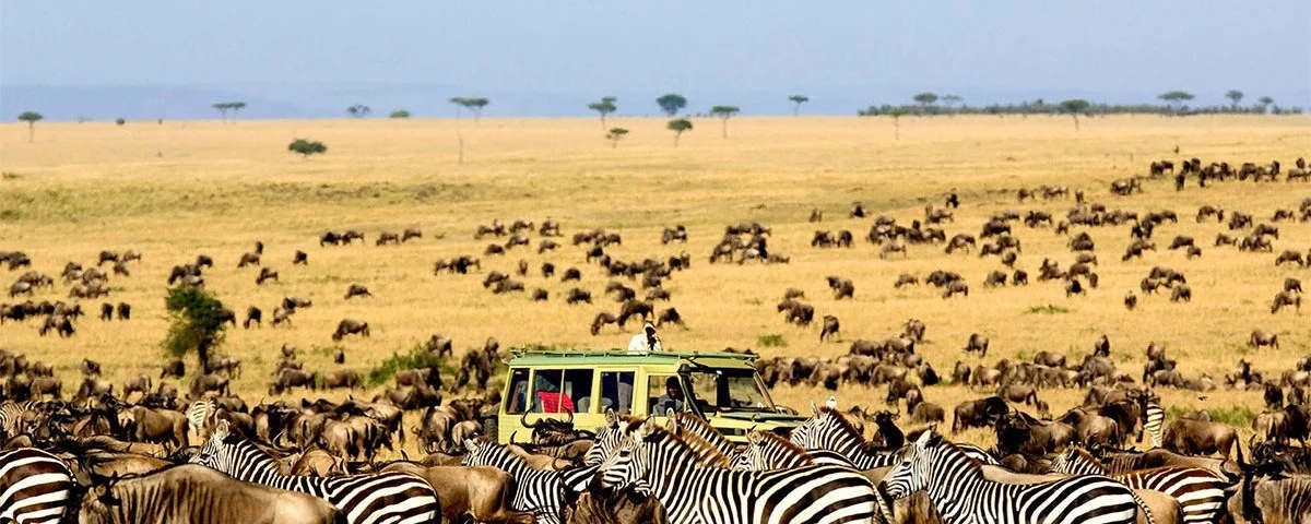 Wildlife Conservation Tanzania Safari: How You Can Make a Difference