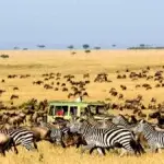 Wildlife Conservation Tanzania Safari: How You Can Make a Difference