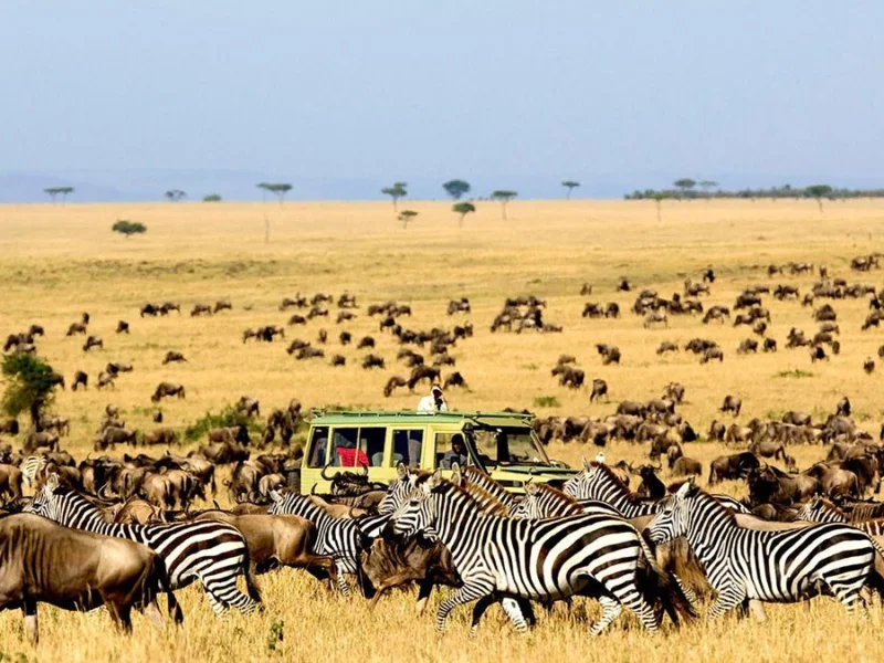 Wildlife Conservation Tanzania Safari: How You Can Make a Difference