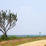 Tanzania Safari Safety