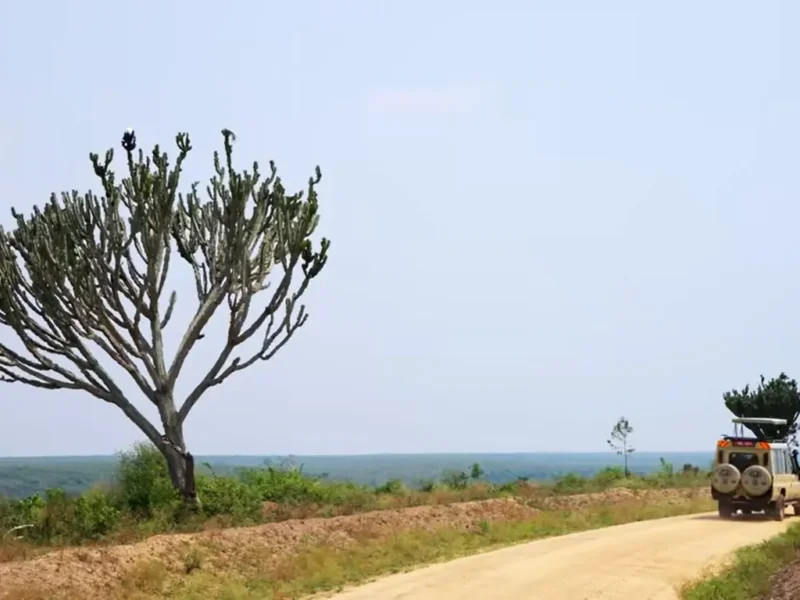 Tanzania Safari Safety