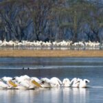 Seasonal Wildlife Viewing in Kenya