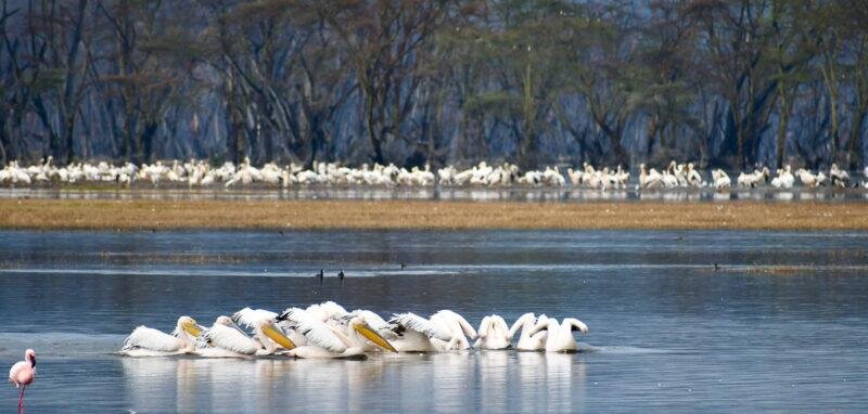 Seasonal Wildlife Viewing in Kenya