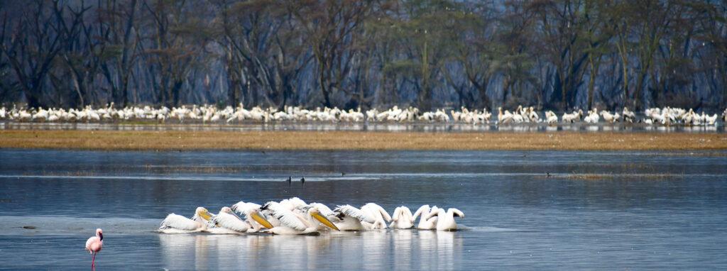 Seasonal Wildlife Viewing in Kenya