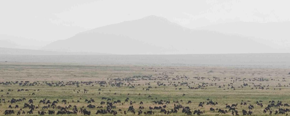 Ndutu Plains safari, Ndutu safari Tanzania, Serengeti ecosystem safari, Ndutu wildlife safari, best time for Ndutu safari, Ndutu accommodation, Tanzania safari packages, Giant Holiday Safaris