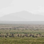 Ndutu Plains safari, Ndutu safari Tanzania, Serengeti ecosystem safari, Ndutu wildlife safari, best time for Ndutu safari, Ndutu accommodation, Tanzania safari packages, Giant Holiday Safaris