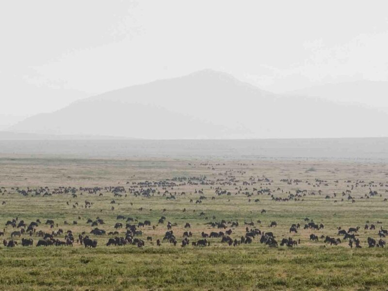 Ndutu Plains safari, Ndutu safari Tanzania, Serengeti ecosystem safari, Ndutu wildlife safari, best time for Ndutu safari, Ndutu accommodation, Tanzania safari packages, Giant Holiday Safaris